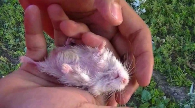 признаки того что хомяк умирает